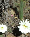 Echinopsis Schickendantzii