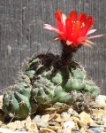 Echinopsis Schrieteri