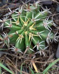 Echinopsis Silvestrii