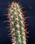 Echinopsis Skottsbergii