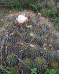 Echinopsis Smrziana