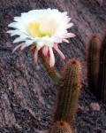 Echinopsis Strigosa