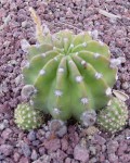 Echinopsis Subdenudata