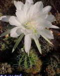 Echinopsis Sucrensis