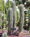 Echinopsis Tacaquirensis