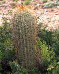 Echinopsis Tarijensis