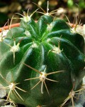 Echinopsis Tegeleriana