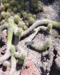 Echinopsis Thelegona