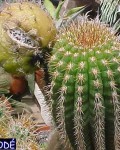 Echinopsis Thelegonoides