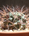 Echinopsis Thionantha