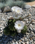 Echinopsis tubiflora