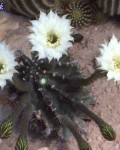 Echinopsis Tubiflora