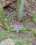 Echinopsis Tunariensis