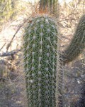 Echinopsis X Cabrerae