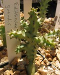 Edithcolea