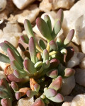 Enarganthe