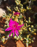 Enarganthe octonaria
