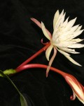 Epiphyllum Cartagense