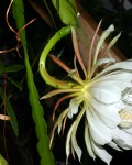 Epiphyllum Costaricense