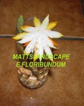 Epiphyllum Floribundum