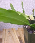 Epiphyllum Guatemalense