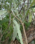 Epiphyllum Hookeri