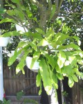 Epiphyllum Oxypetalum