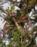 Epiphyllum Phyllanthus