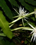 Epiphyllum Pittieri