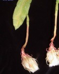 Epiphyllum Pumilum