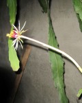 Epiphyllum Rubrocoronatum