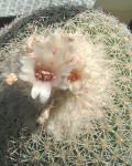 Epithelantha Greggii