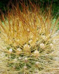 Eriosyce Sociabilis