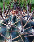 Eriosyce Strausiana