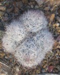 Escobaria Deserti