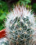 Escobaria Duncanii