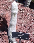 Espostoa Lanata