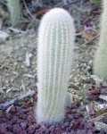 Espostoa Senilis
