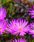 Esterhuysenia
