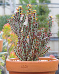 Euphorbia aeruginosa