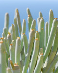 Euphorbia arbuscula