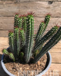 Euphorbia baioensis