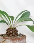 Euphorbia bupleurifolia