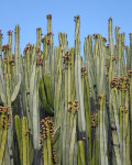 Euphorbia canariensis