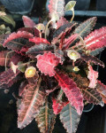 Euphorbia francoisii