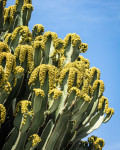 Euphorbia ingens