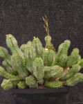 Euphorbia jansenvillensis