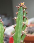 Euphorbia jubata