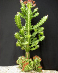 Euphorbia lactea