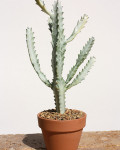 Euphorbia lactea White Ghost